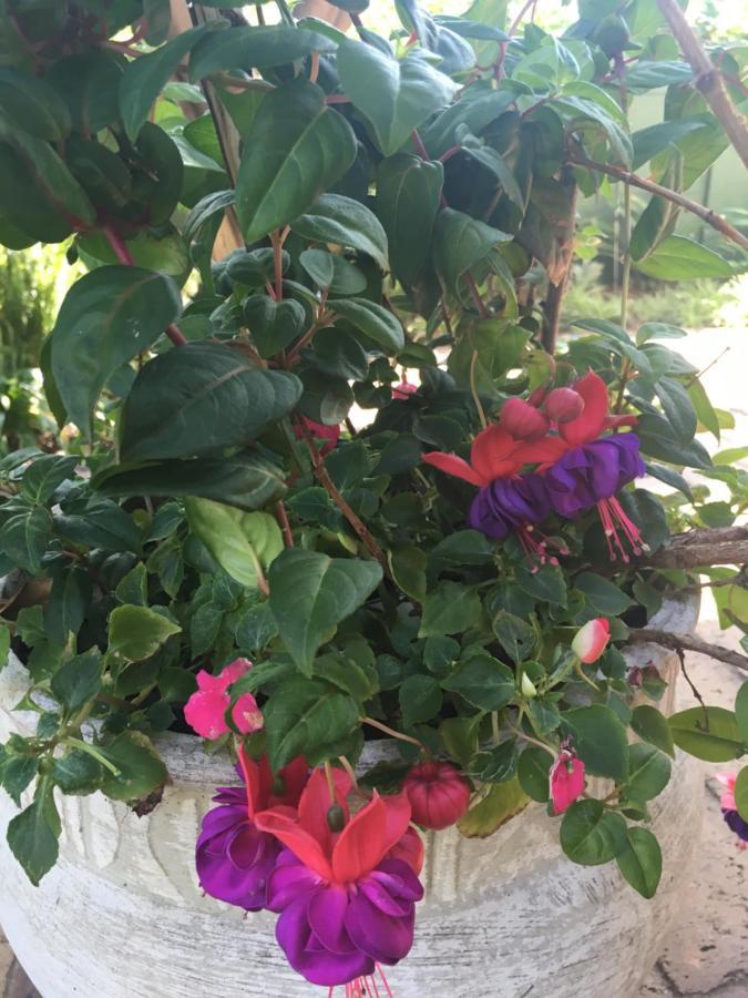 جوهانسبورغ Tiree B&B المظهر الخارجي الصورة